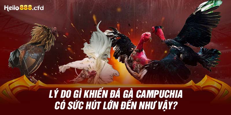 Lý do gì khiến đá gà Campuchia có sức hút lớn đến như vậy?