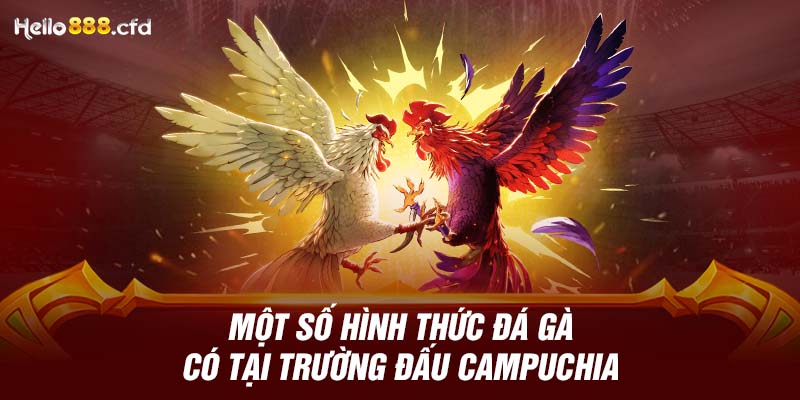 Một số hình thức đá gà có tại trường đấu Campuchia