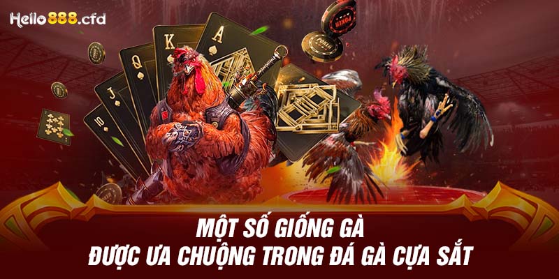 Một số giống gà được ưa chuộng trong đá gà cựa sắt