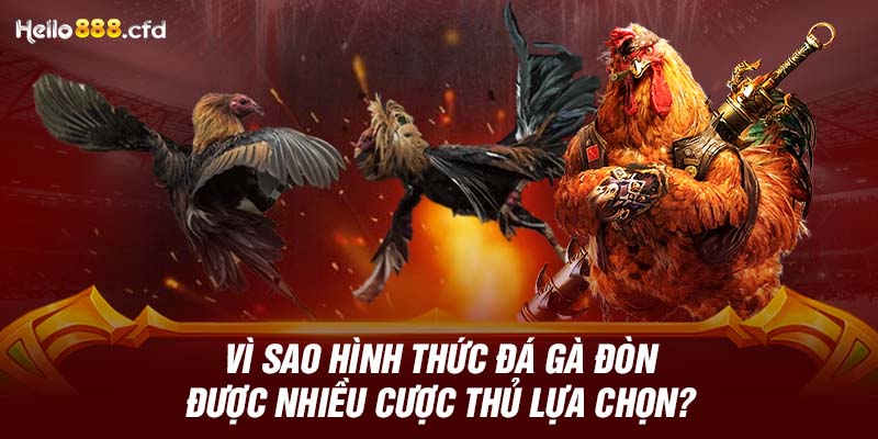 Vì sao hình thức đá gà đòn được nhiều cược thủ lựa chọn?