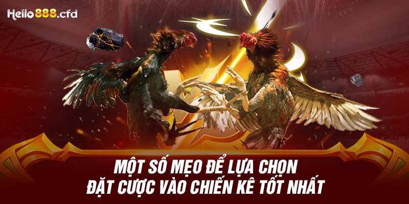 Một số mẹo để lựa chọn đặt cược vào chiến kê tốt nhất