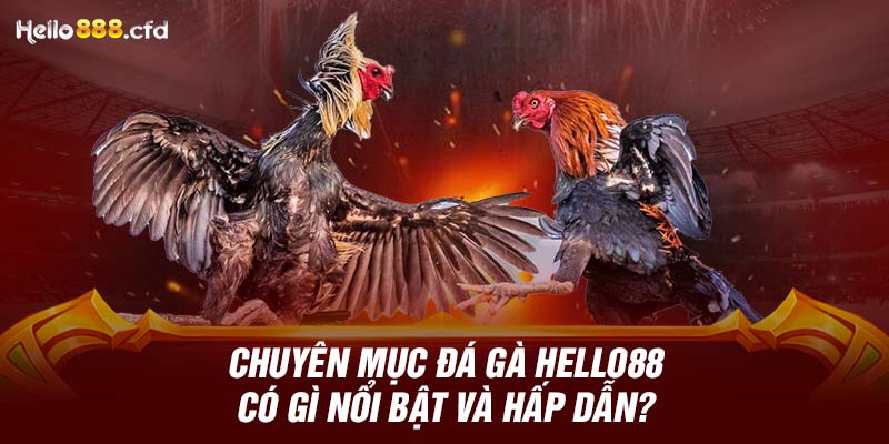 Chuyên mục đá gà HELLO88 có gì nổi bật và hấp dẫn?