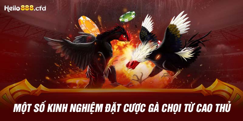 Một số kinh nghiệm đặt cược gà chọi từ cao thủ