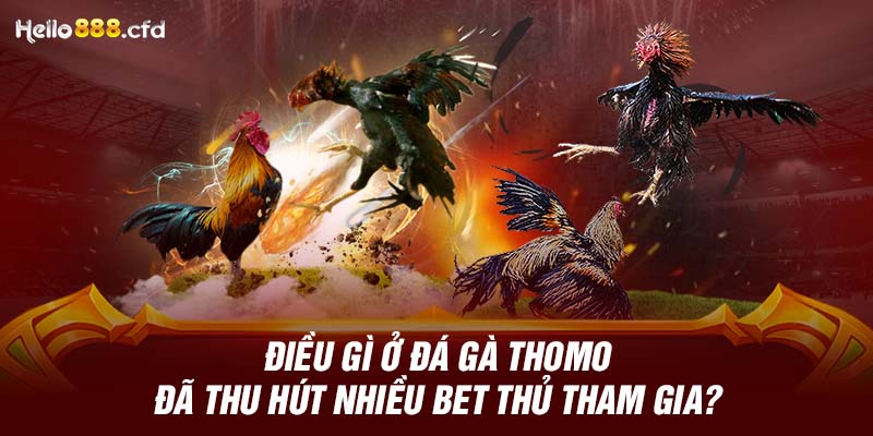 Điều gì ở đá gà Thomo đã thu hút nhiều bet thủ tham gia?