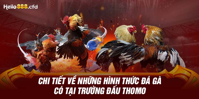 Chi tiết về những hình thức đá gà có tại trường đấu Thomo