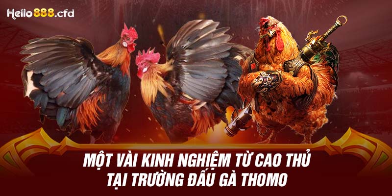 Một vài kinh nghiệm từ cao thủ tại trường đấu gà Thomo